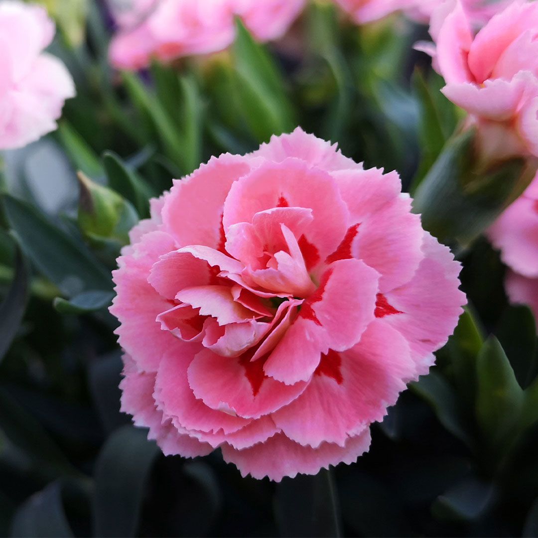 Dianthus Code 1L