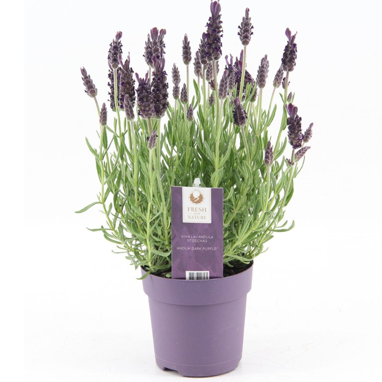 Lavender Anouk 19cm