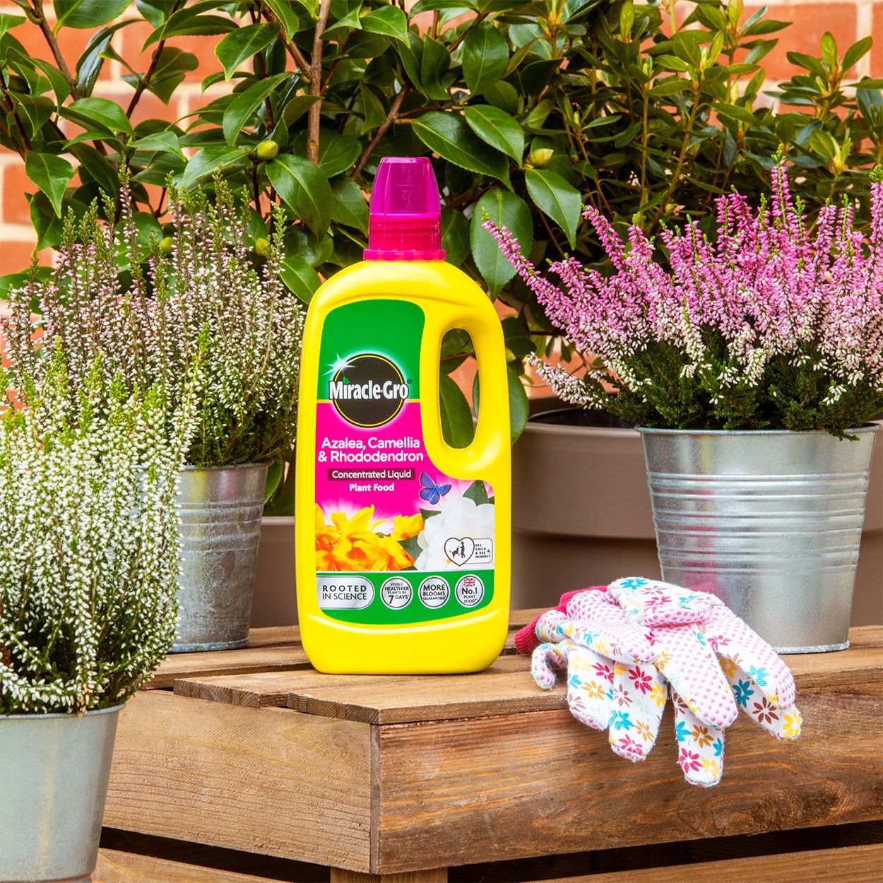 Miracle Gro Azalea, Camellia, Rhododendron Plant Food 800ml