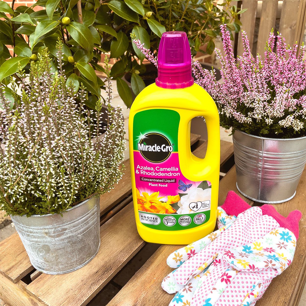 Miracle Gro Azalea, Camellia, Rhododendron Plant Food 800ml