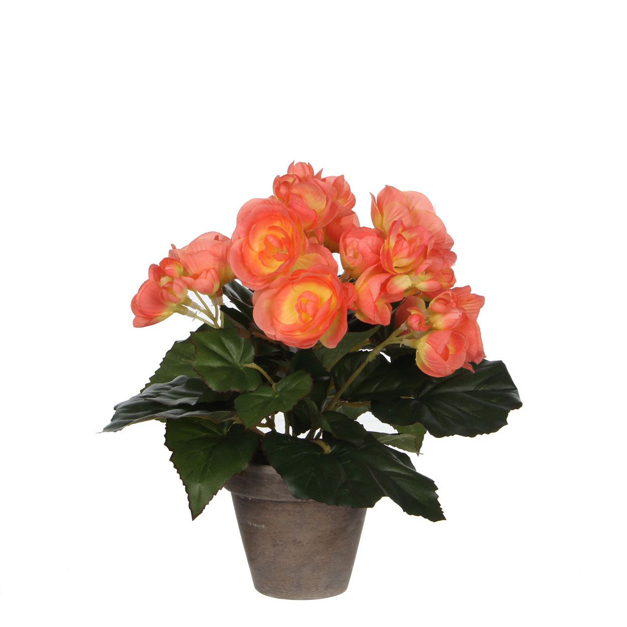 Begonia Salmon In Pot