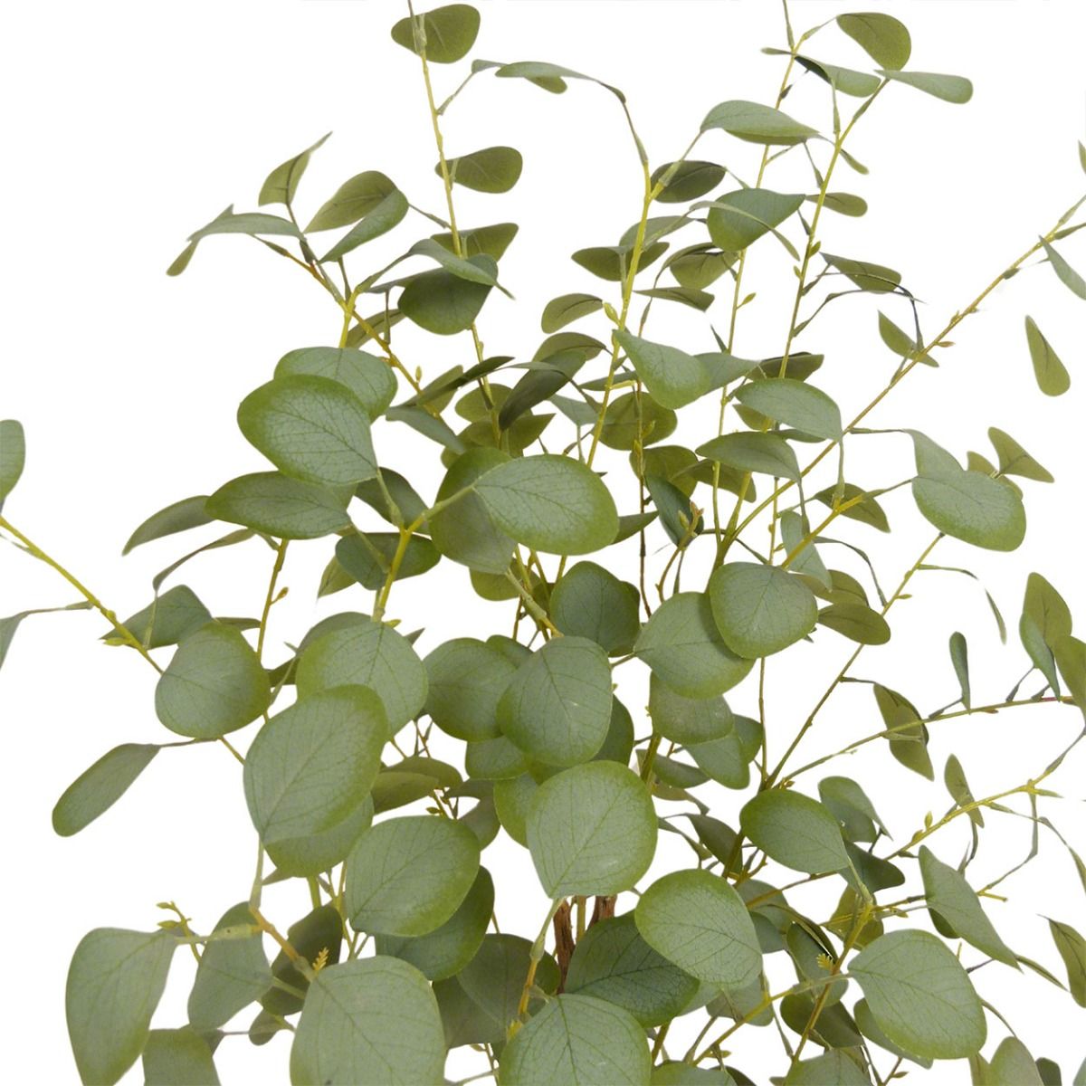 Eucalyptus Tree - 130cm