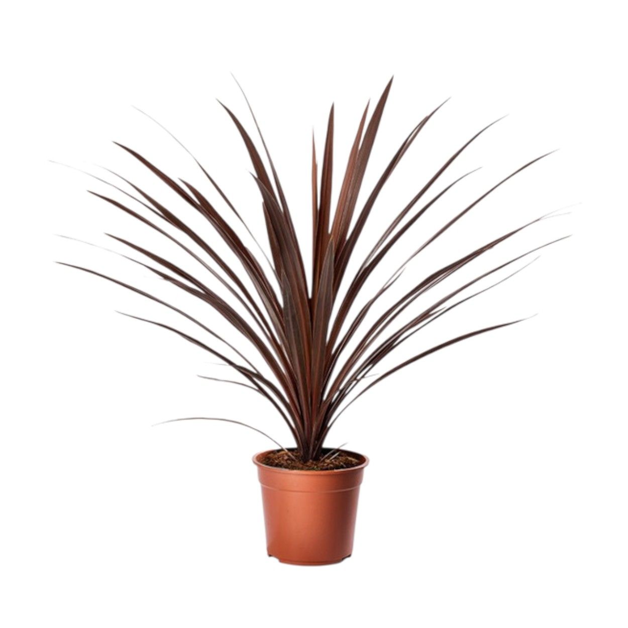 Cordyline 10.5Cm