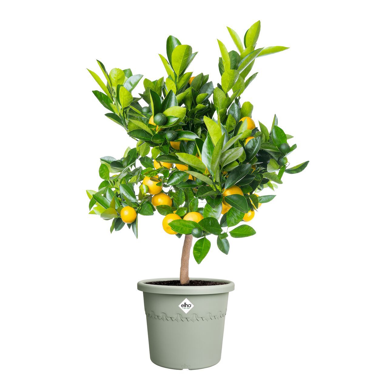 Algarve Cilindro Thyme Green Pot 30cm