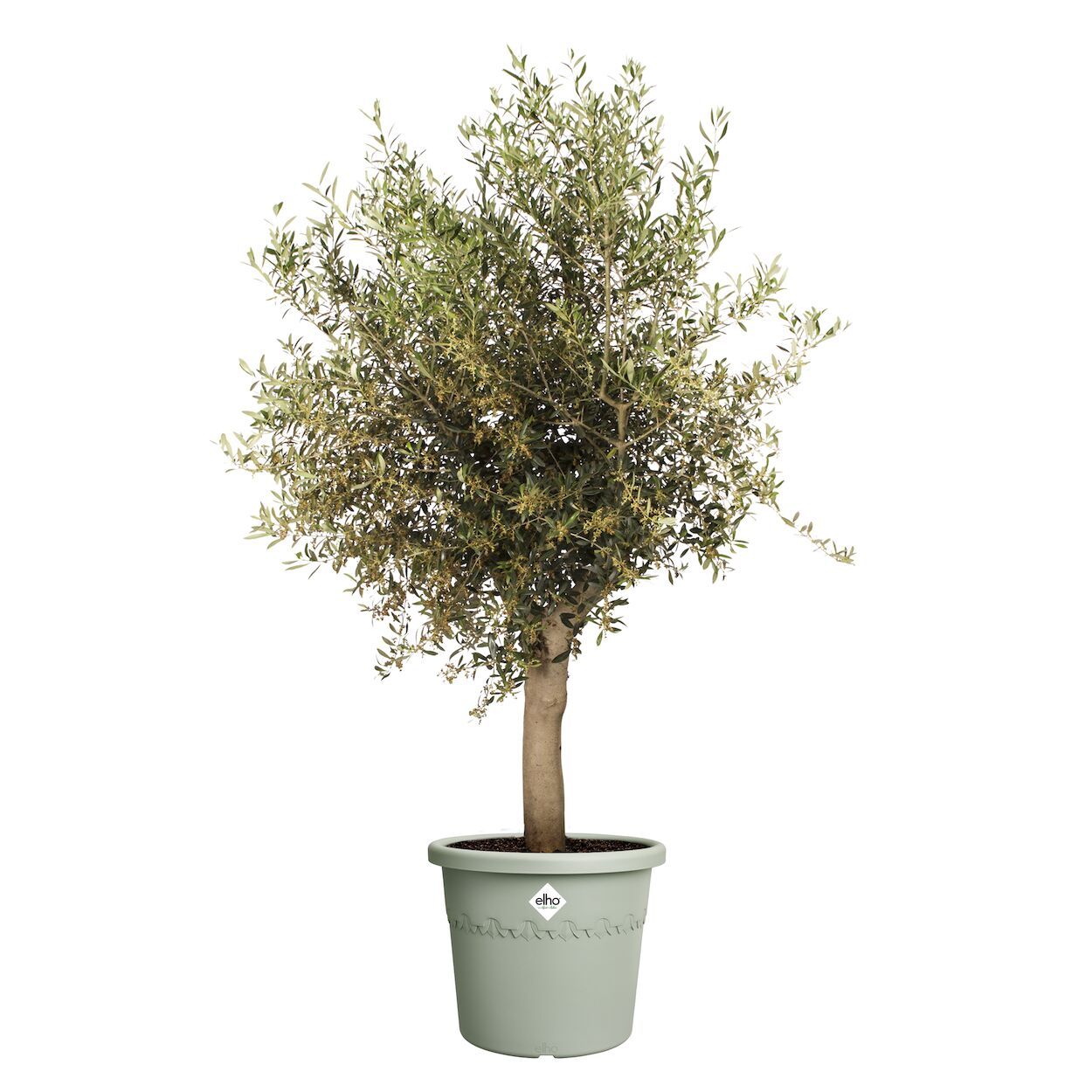 Algarve Cilindro Thyme Green Pot 40cm