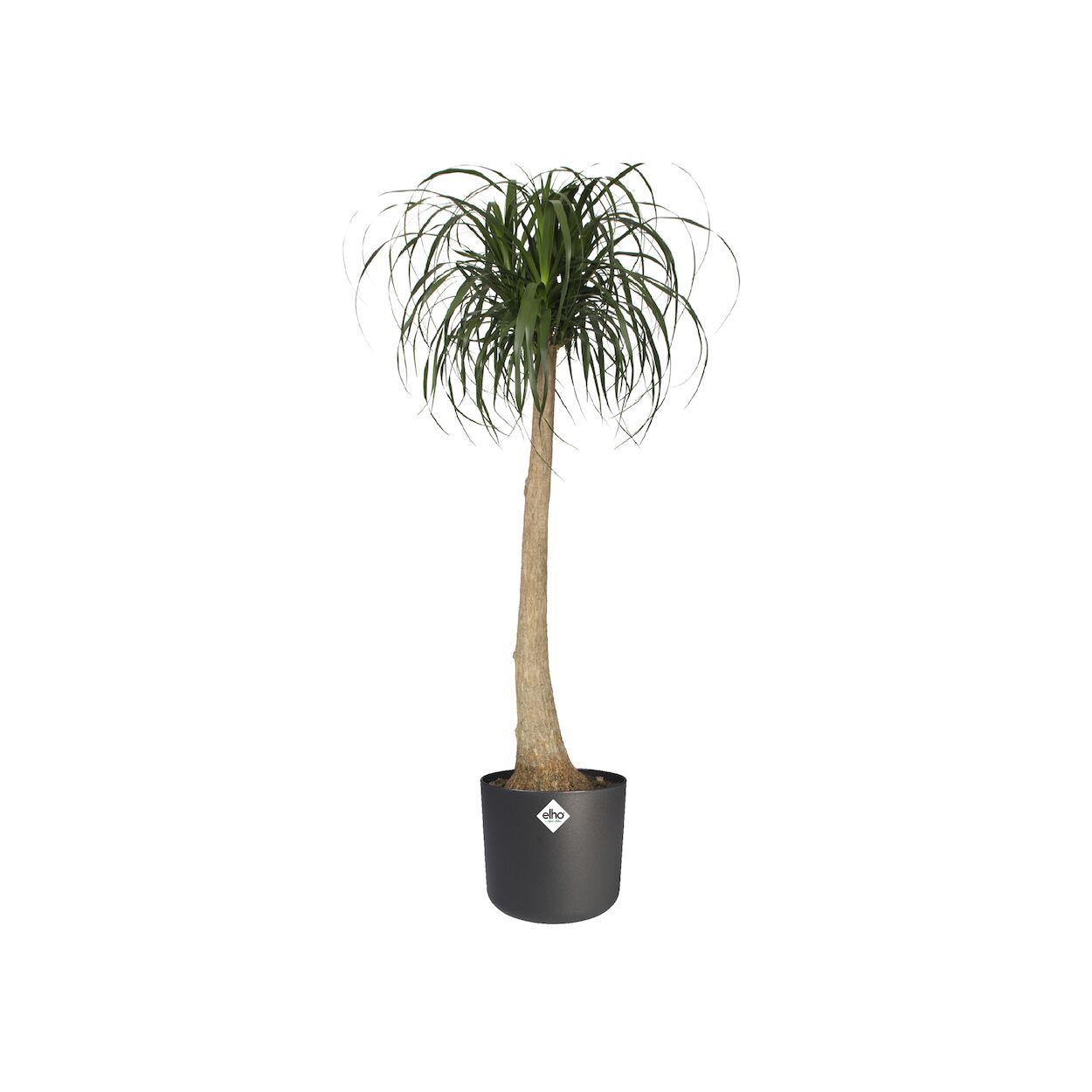 B.For Soft Pot Anthracite 16cm