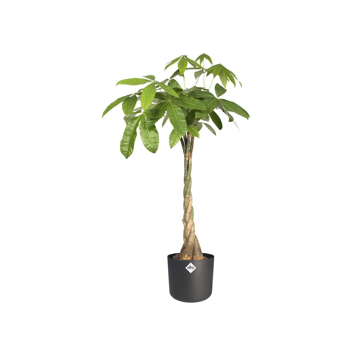 B.For Soft Pot Anthracite 16cm