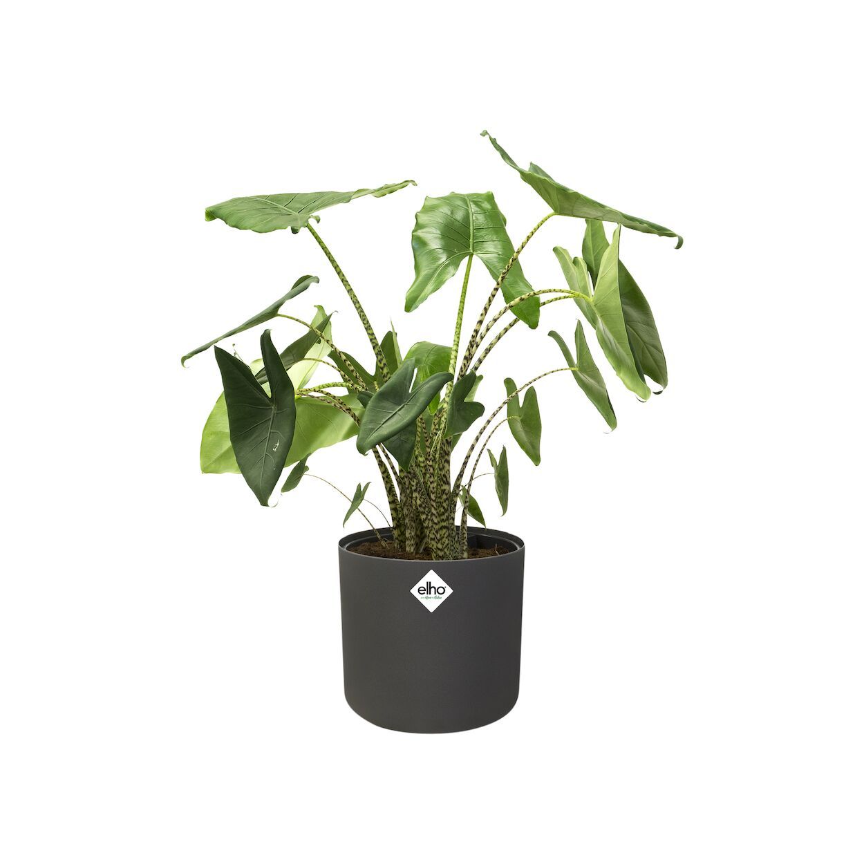 B.For Soft Pot Anthracite 16cm
