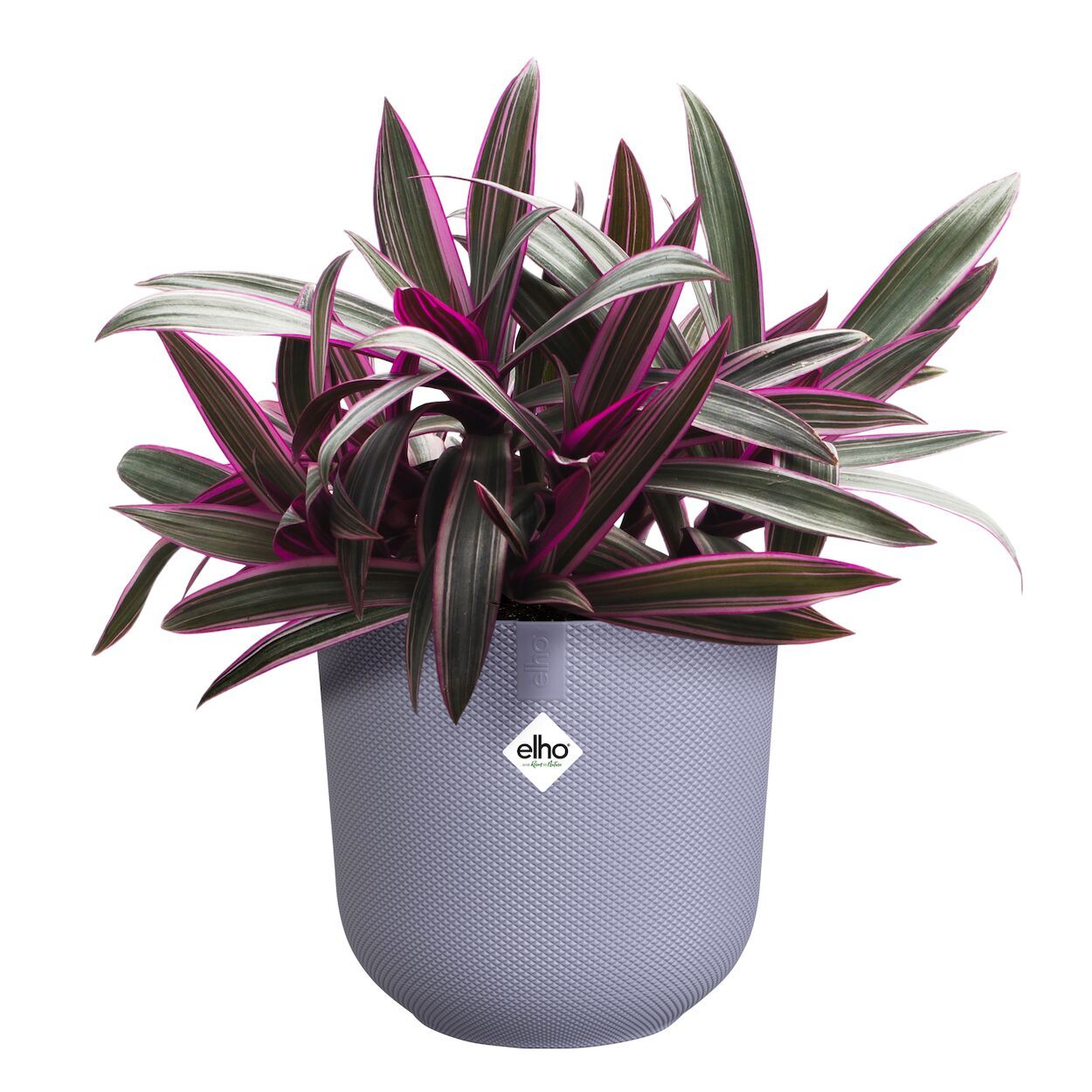 Jazz Lavender Pot Lilac 16cm