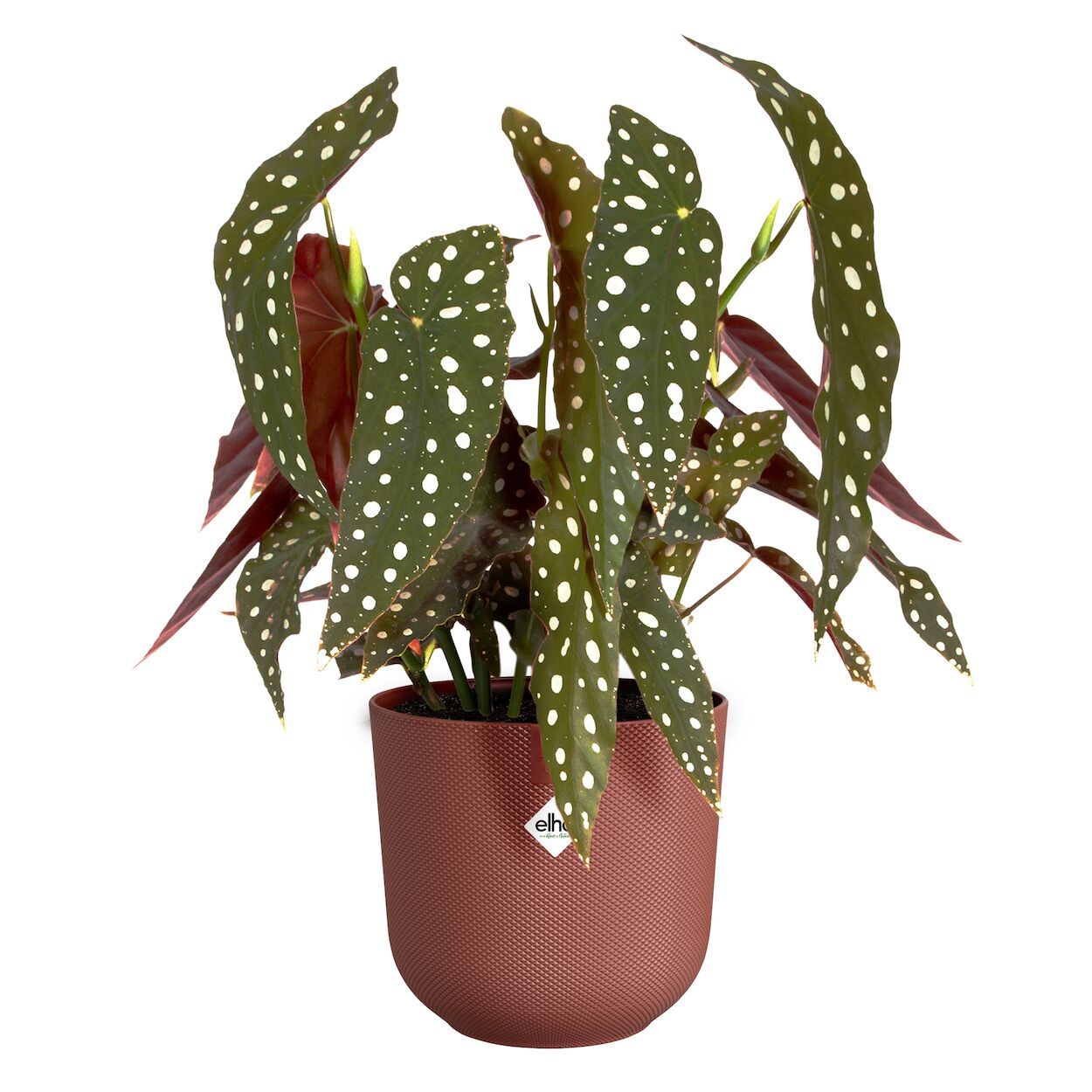 Jazz Tuscan Pot Red 19cm