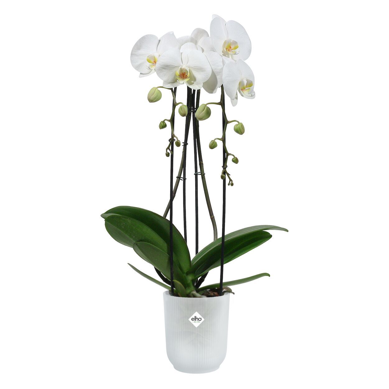 Vibes Fold Orchid Pot Transparent 12.5cm