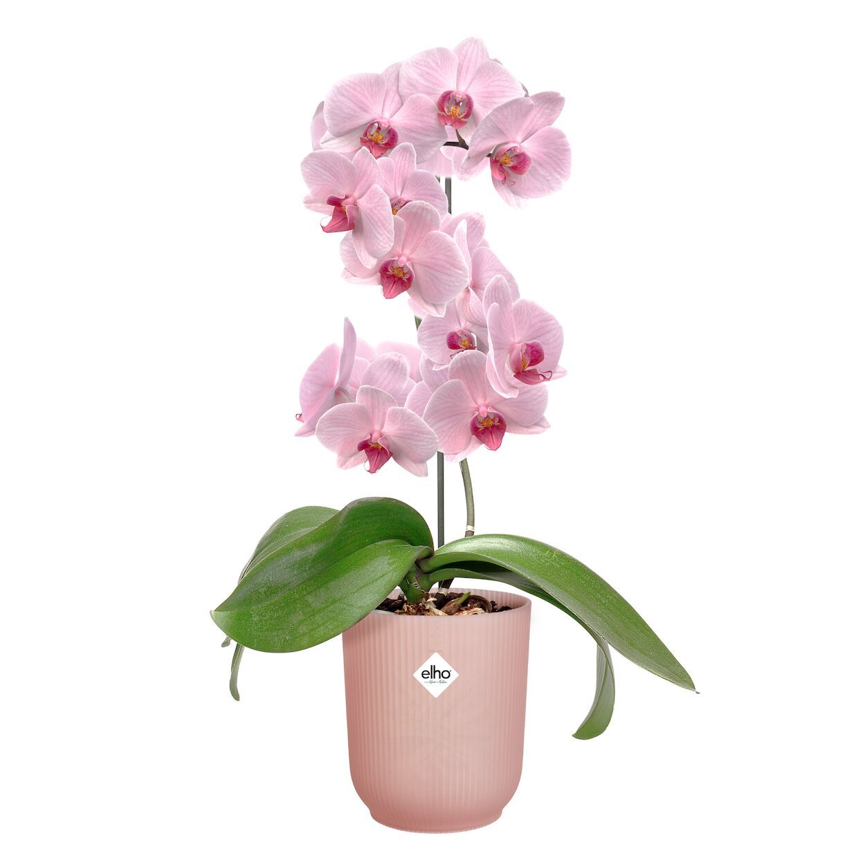 Vibes Fold Orchid Pot Frosted Pink 12.5cm