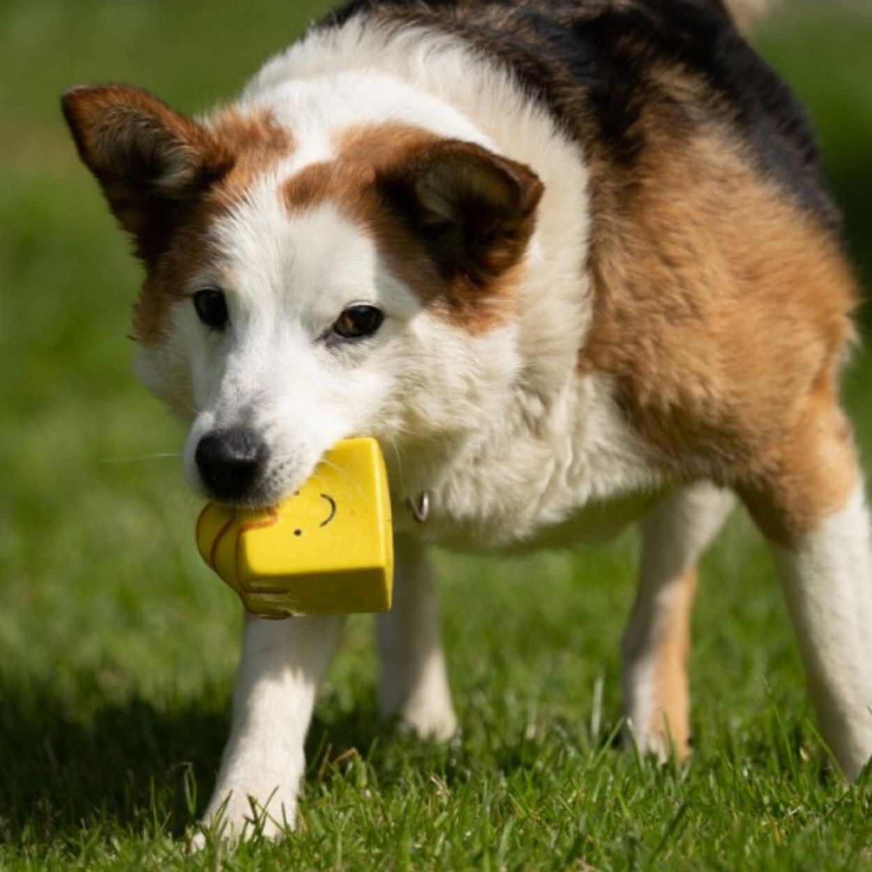 Fondant Fancy Latex Dog Toy
