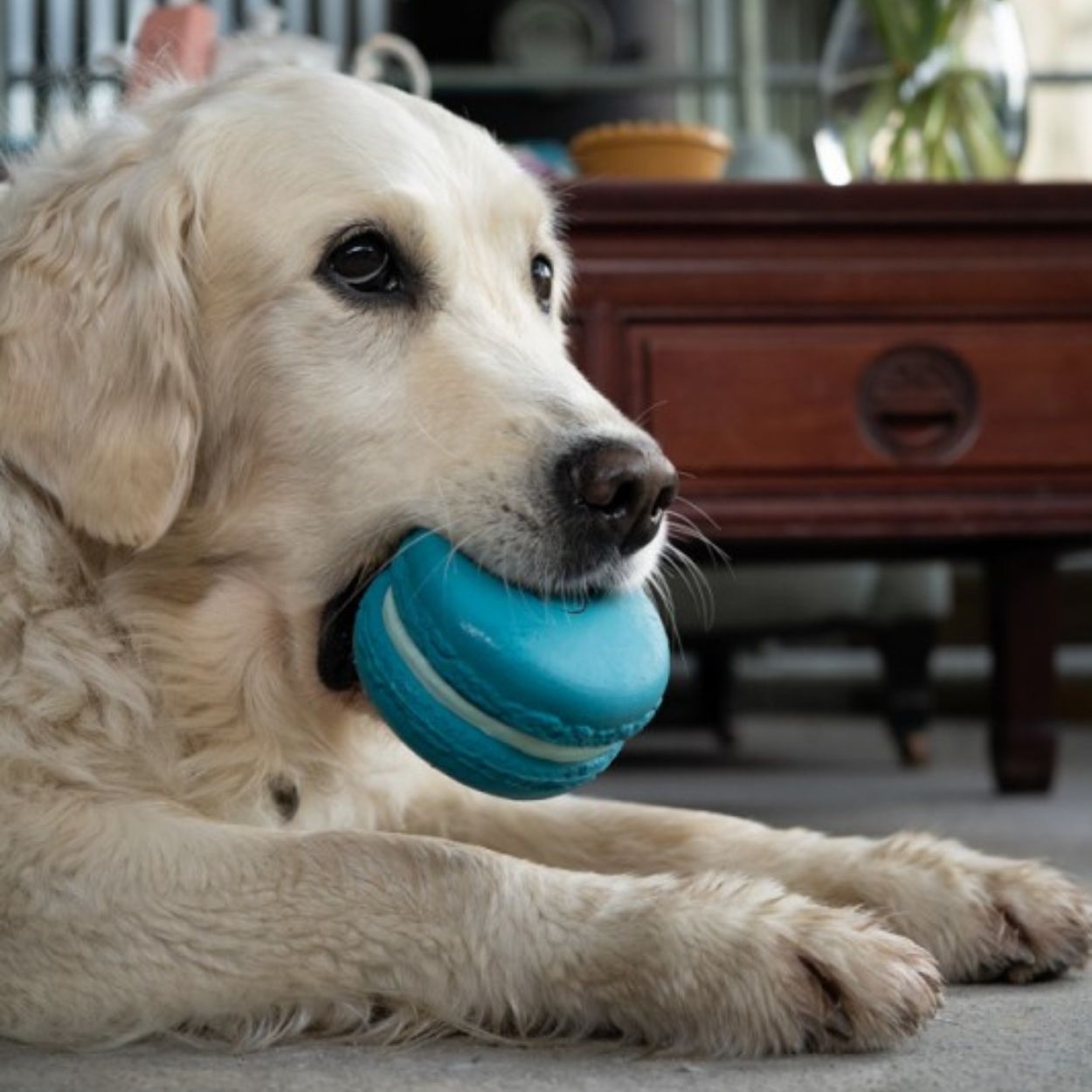Macaron Latex Dog Toy