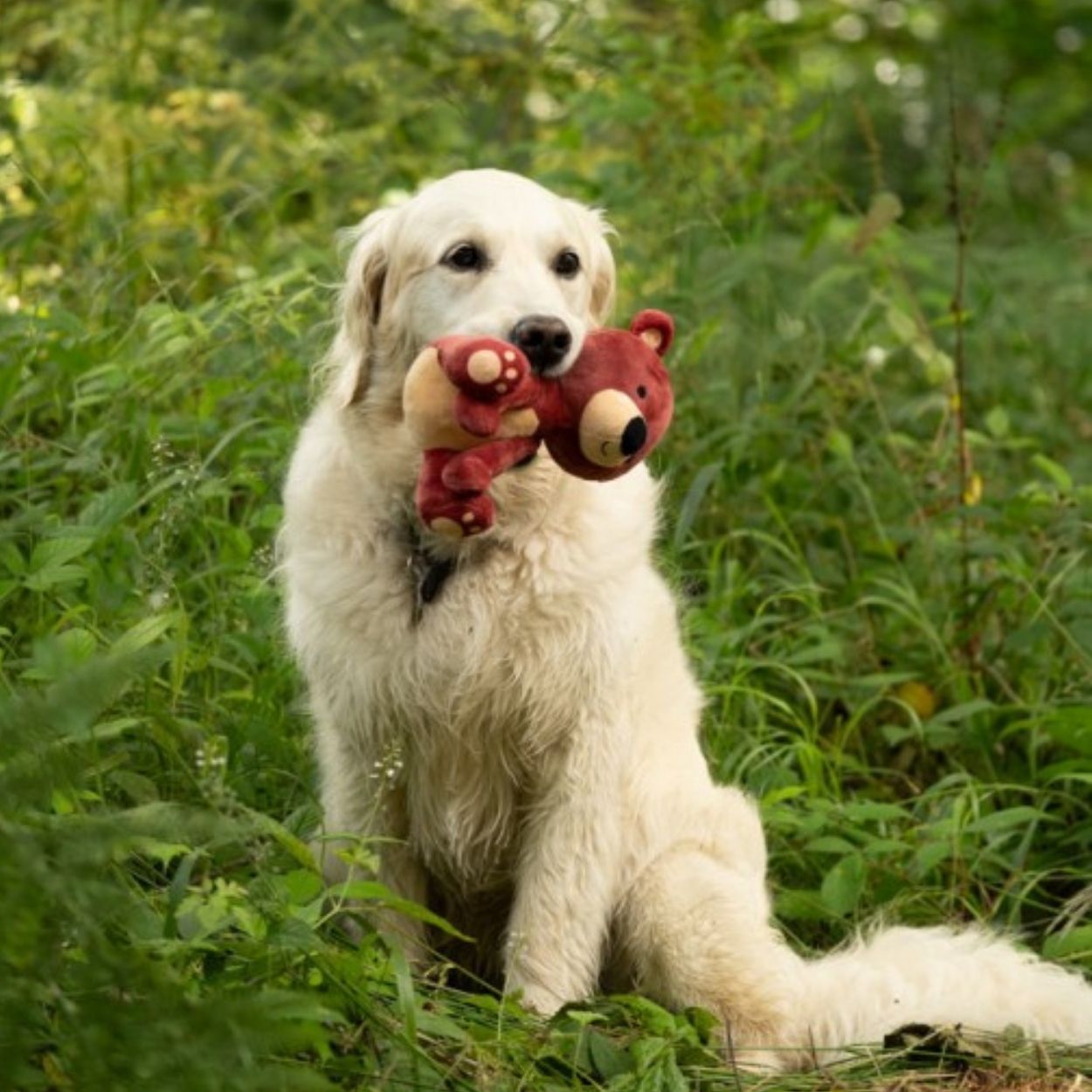 Bruno Baby Bear Plush Dog Toy