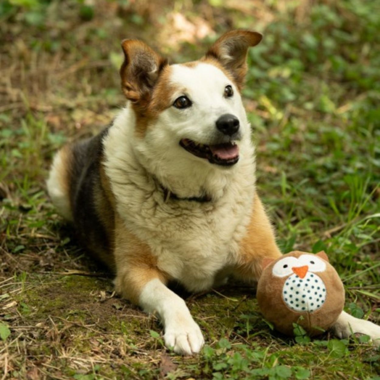 Round Owl Plush Ball Dog Toy