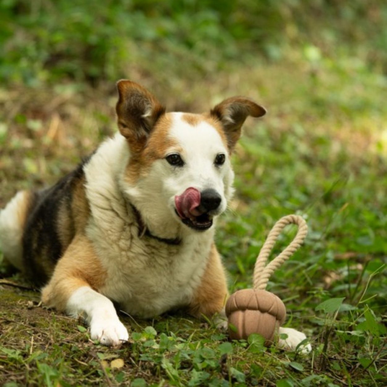 Acorn On A Rope Recycled Rubber Dog Toy