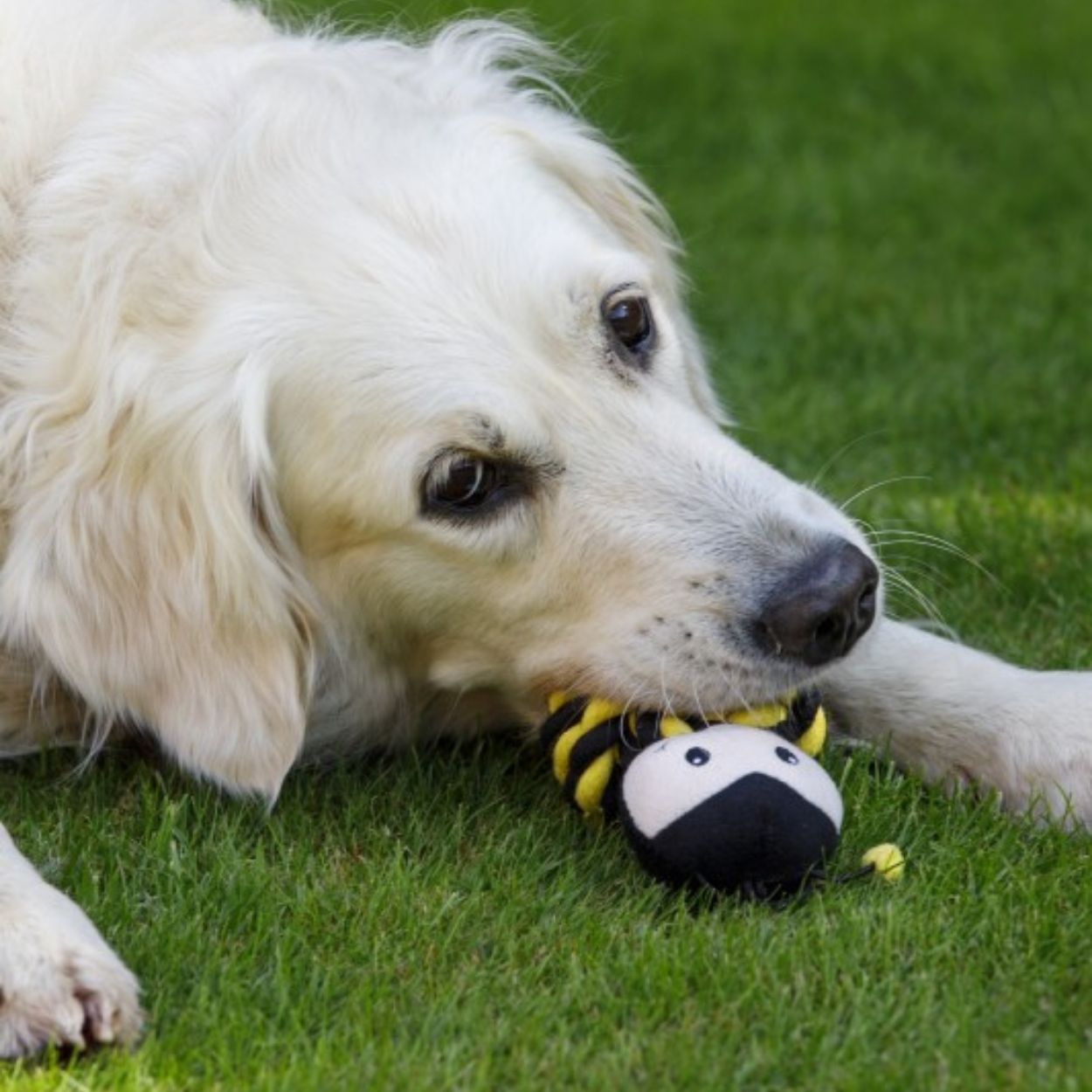 Petface Buddies Bert Bee Rope Ball Dog Toy