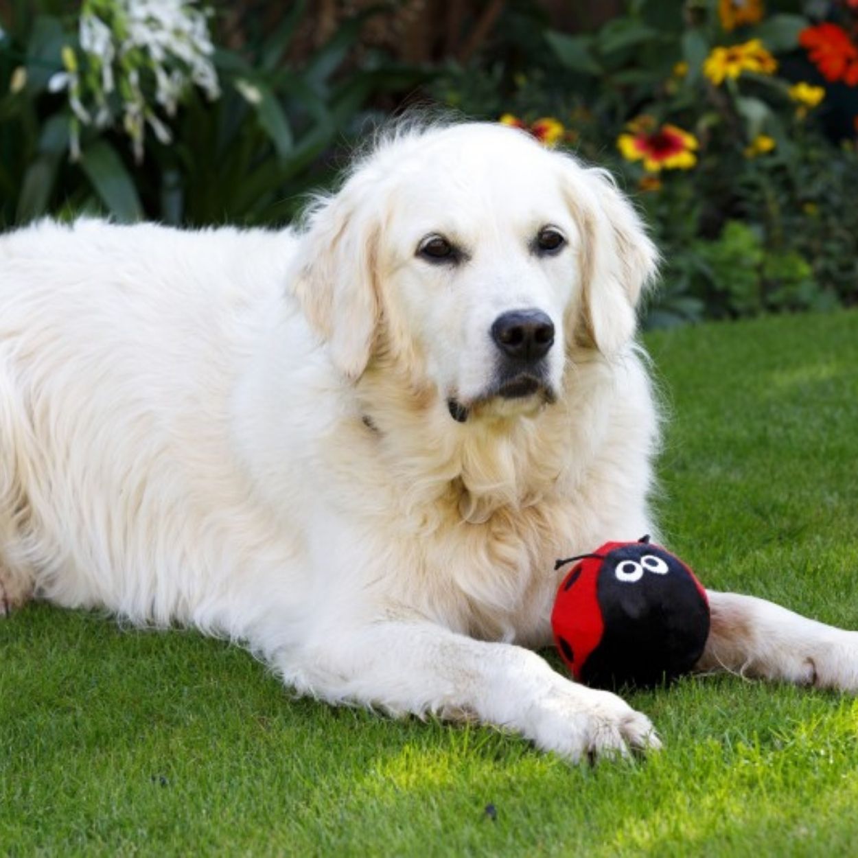 Petface Buddies Lindy Ladybird Plush Dog Toy