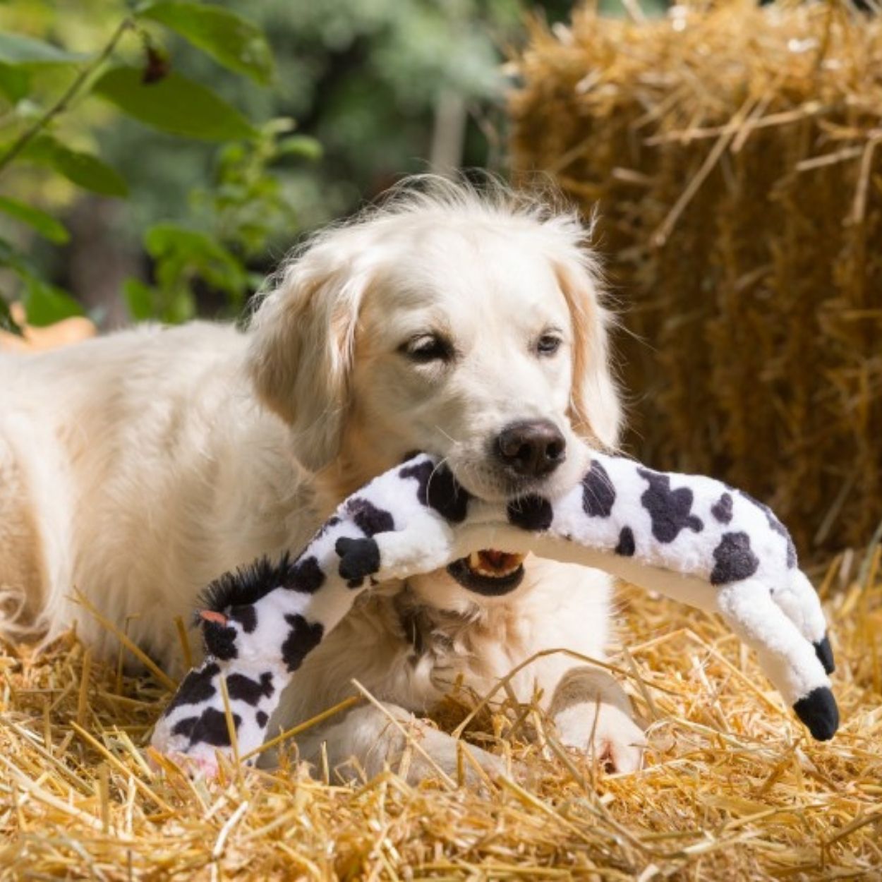 Petface Buddies Lazy Moo Plush Dog Toy