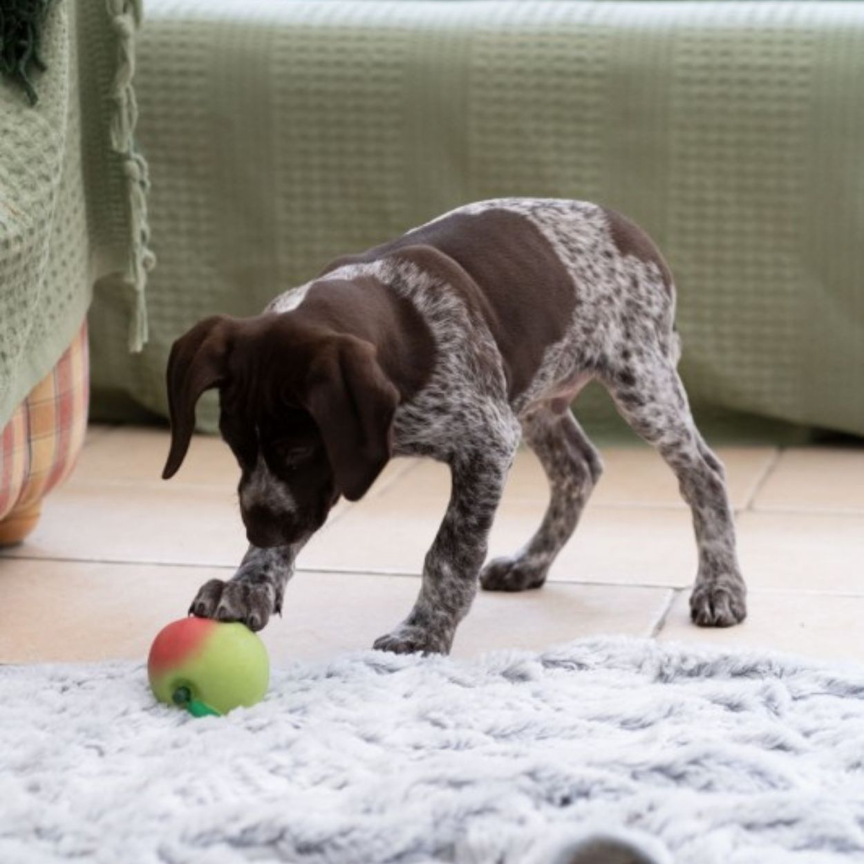 Foodie Faces Latex Apple Dog Toy Sml