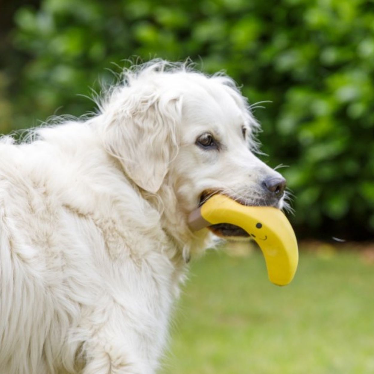 Foodie Faces Latex Banana Dog Toy Lrg