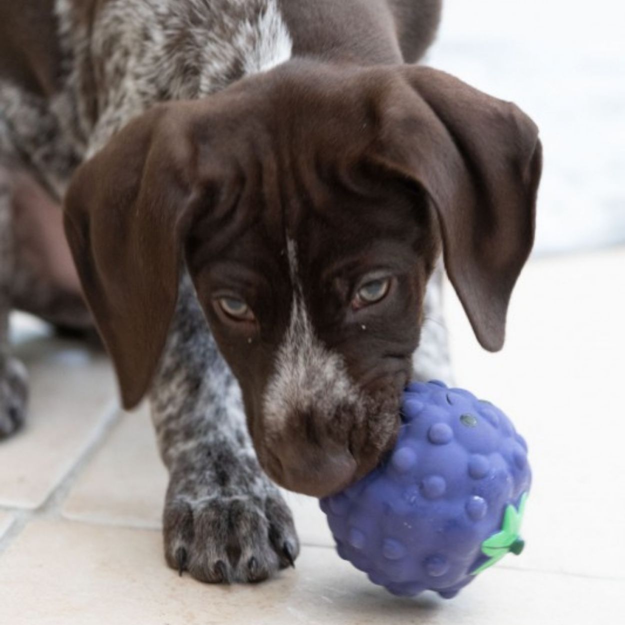 Foodie Faces Latex Blackberry Dog Toy Sml