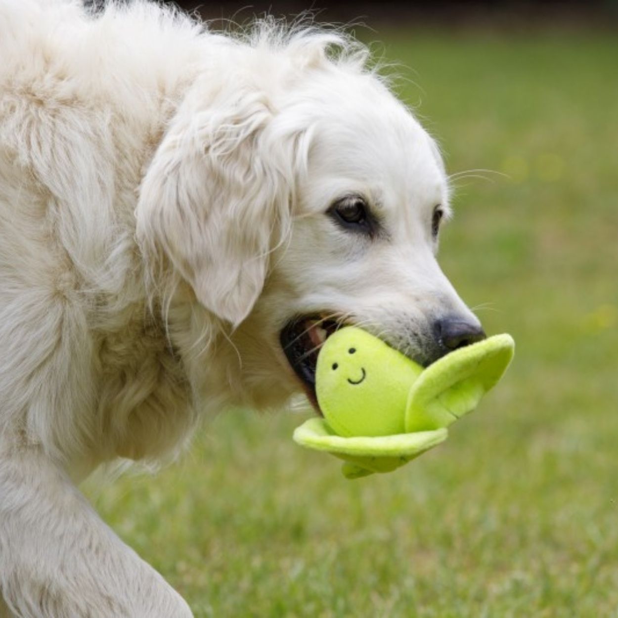 Foodie Faces Fluffy Sprout Plush Dog Toy