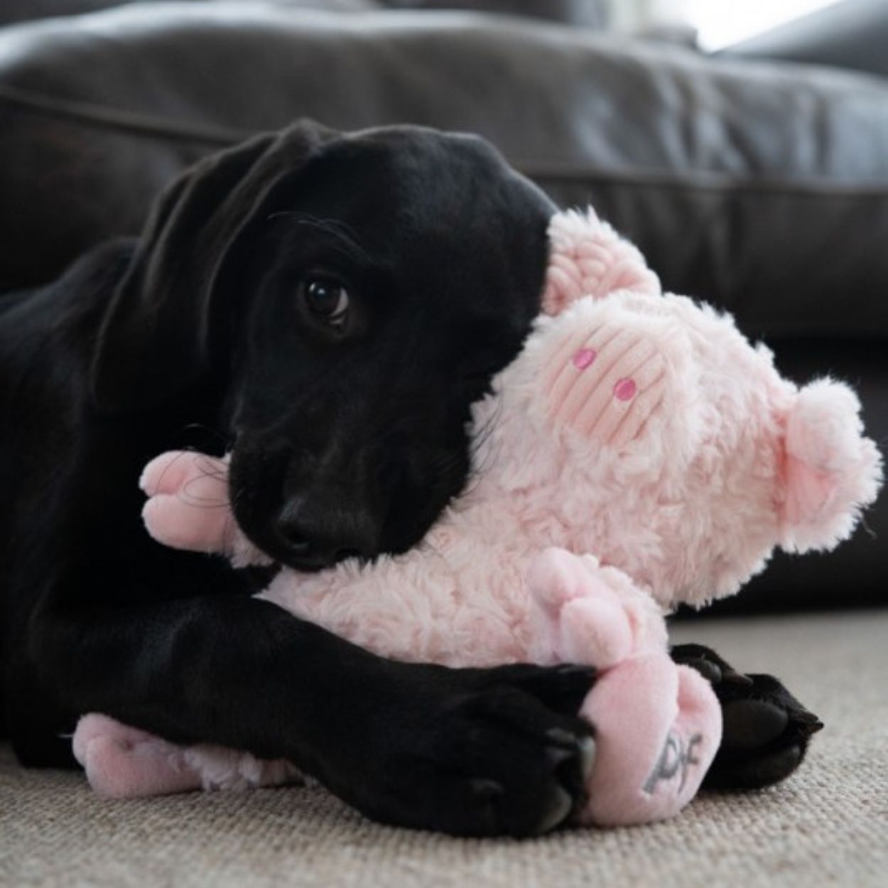 Little Petface Little Peony Pig Plush Dog Toy