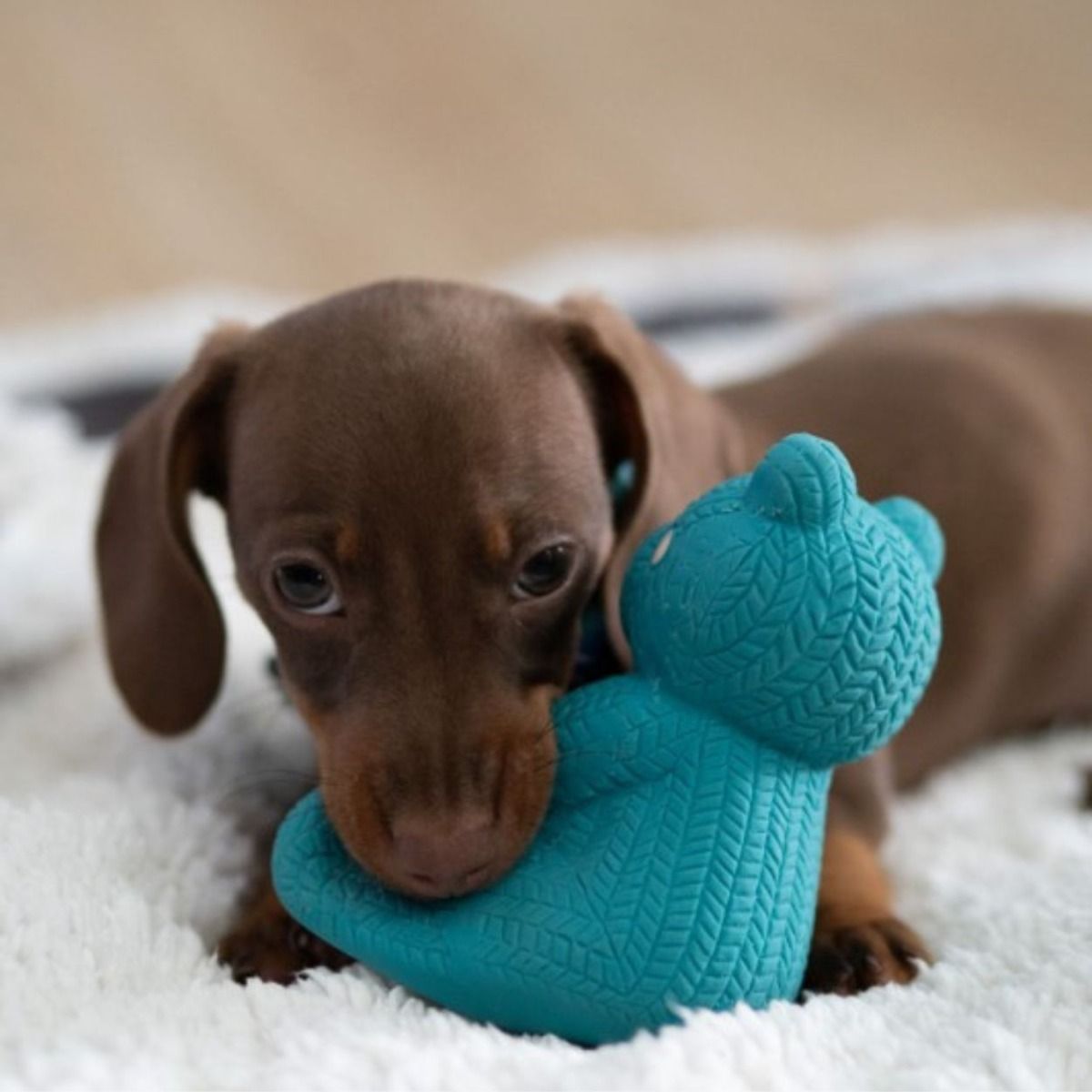 Little Petface Ted The Latex Bear Dog Toy