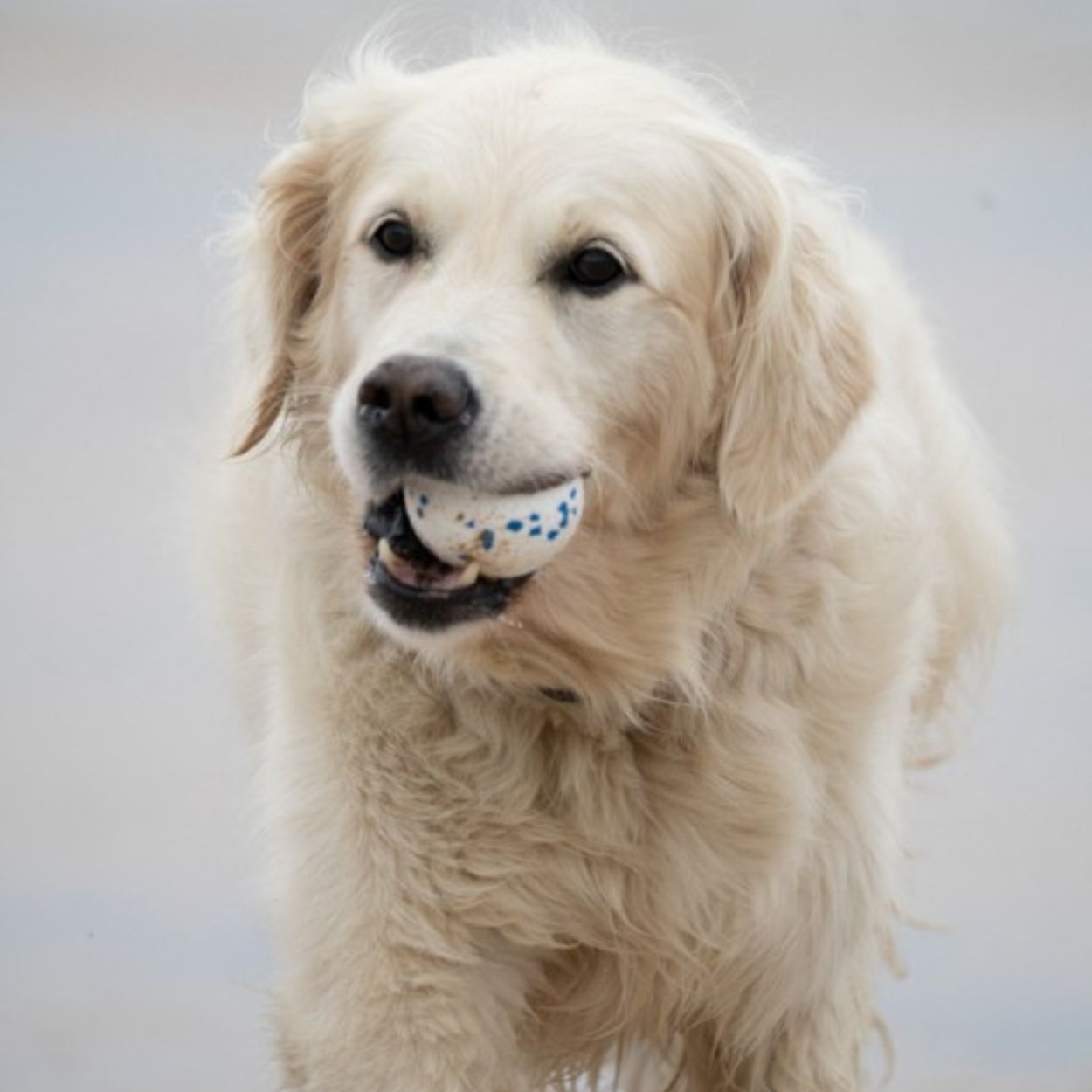 Outdoor Paws Mighty Ball Dog Toy - Lrg