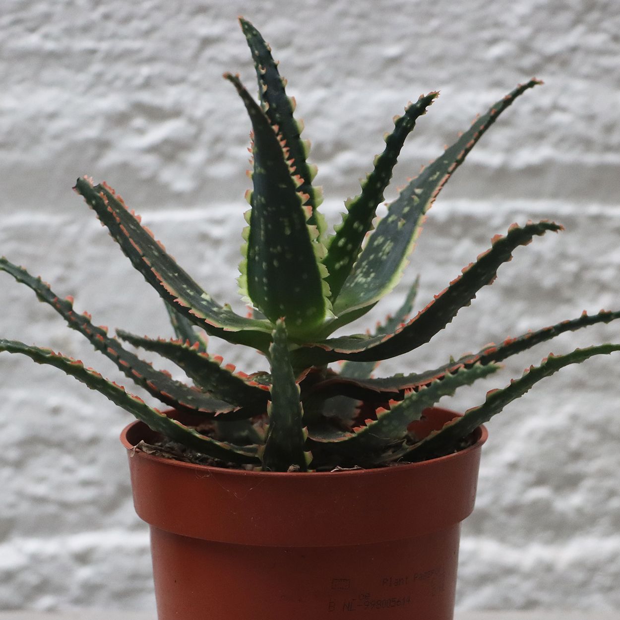 Aloe Jurassic Chamelon 10.5cm