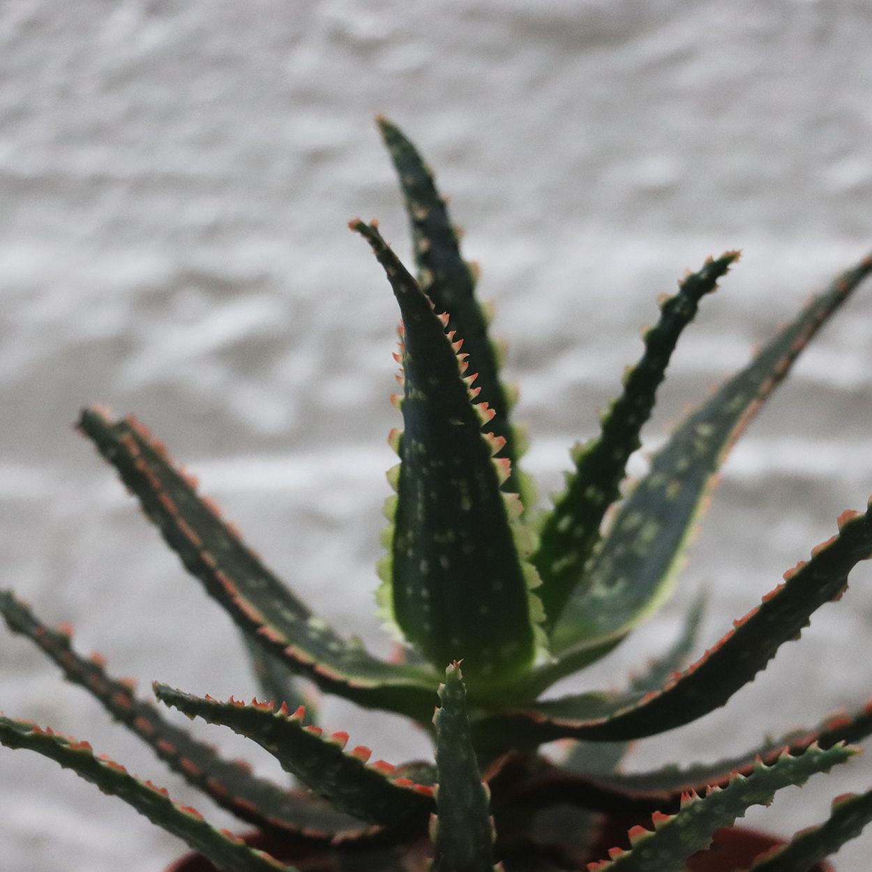 Aloe Jurassic Chamelon 10.5cm