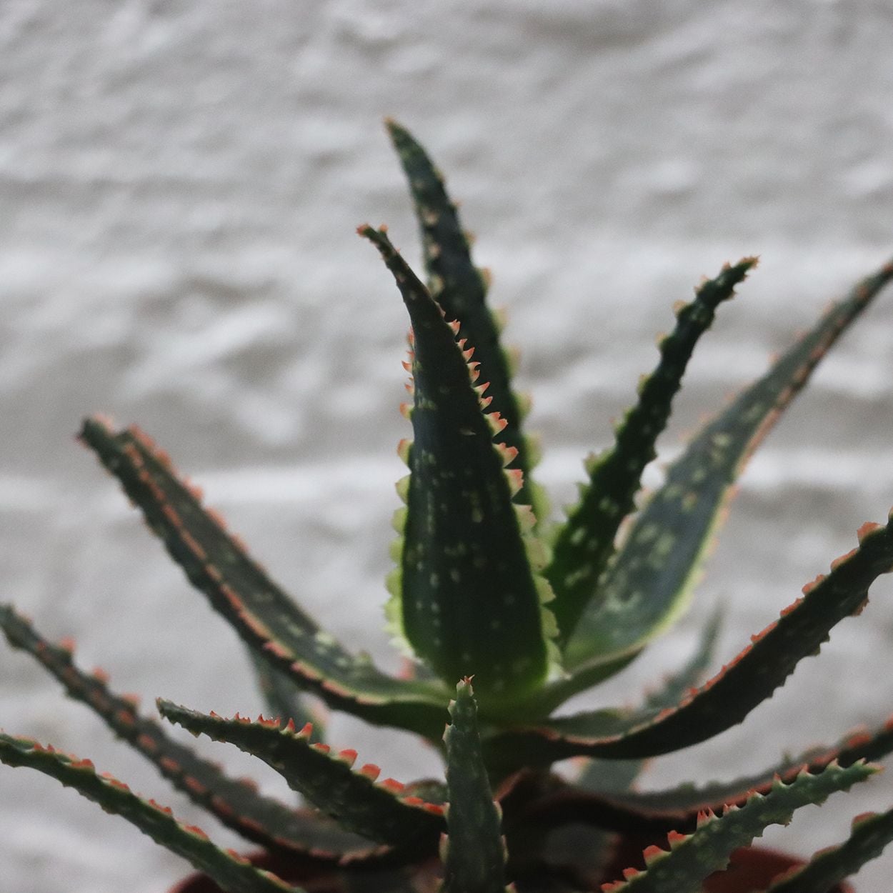 Aloe Jurassic Chamelon 10.5cm