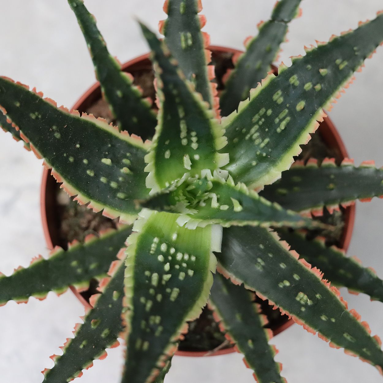 Aloe Jurassic Chamelon 10.5cm