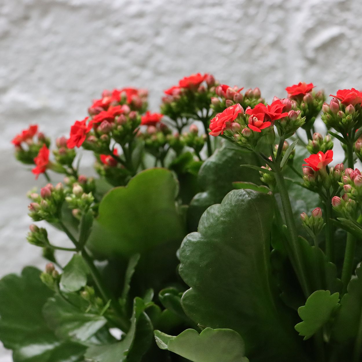 Kalanchoe Queen 14cm