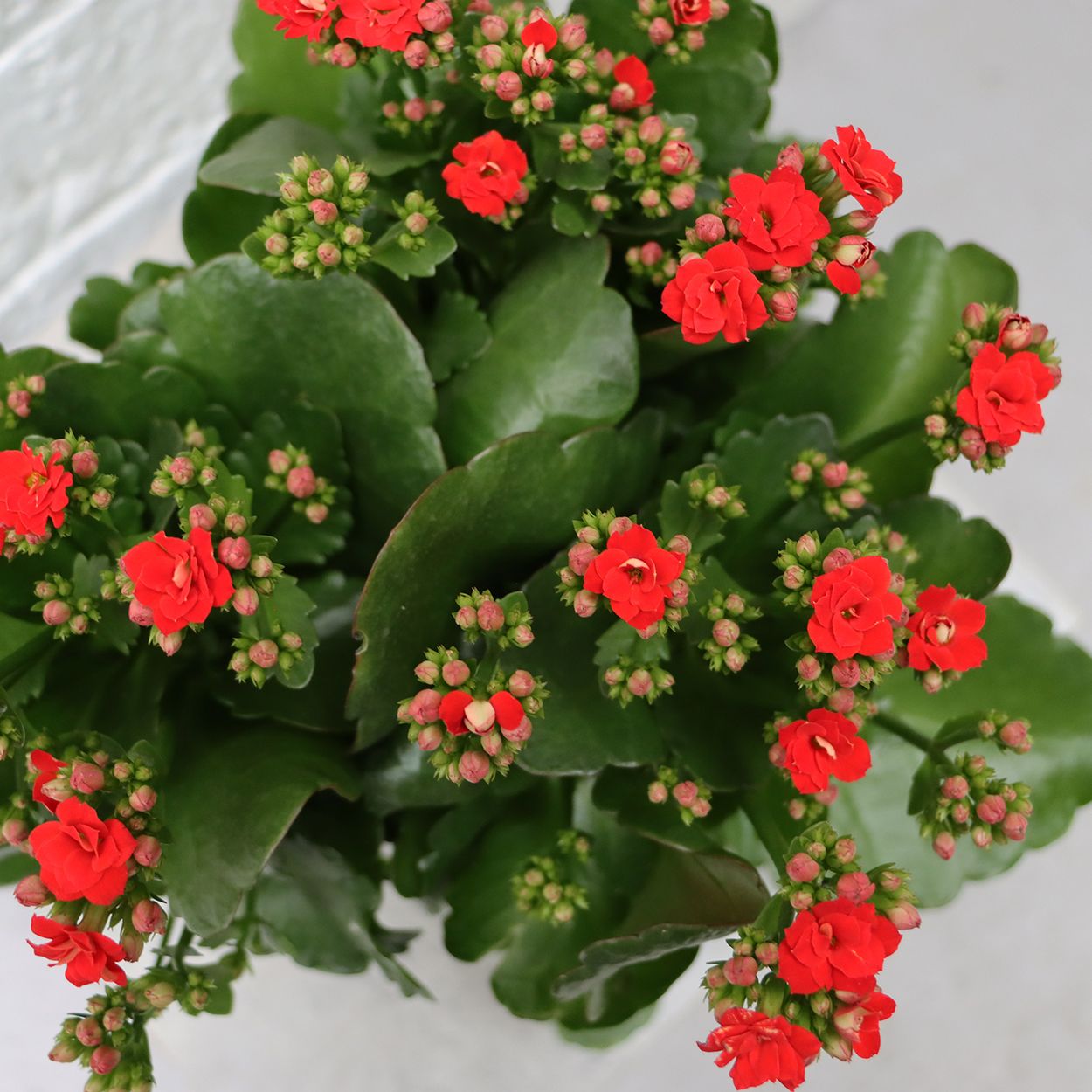 Kalanchoe Queen 14cm