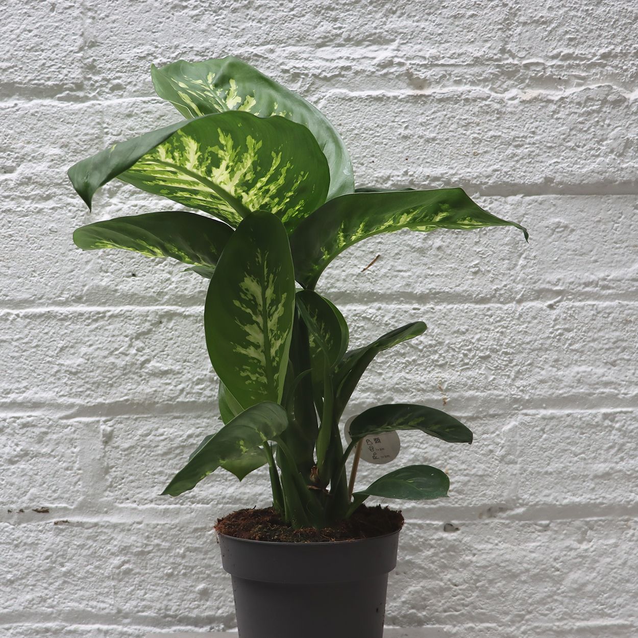 Dieffenbachia Reeva 17cm