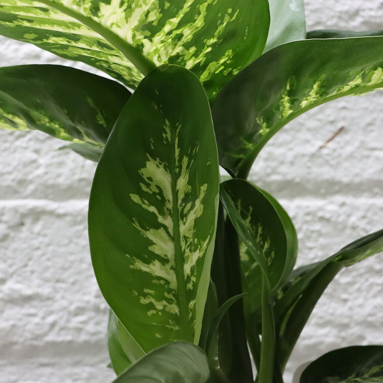 Dieffenbachia Reeva 17cm