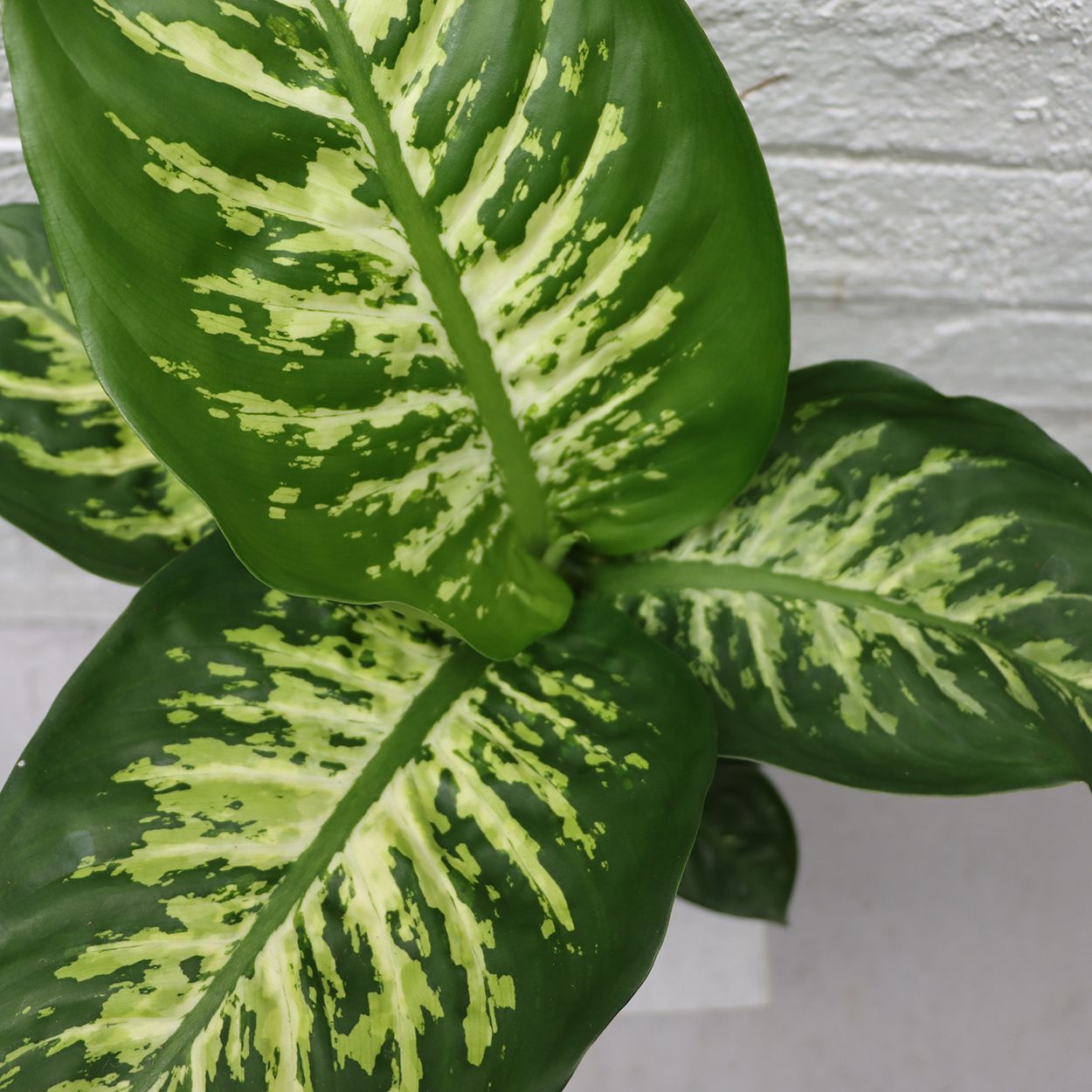 Dieffenbachia Reeva 17cm