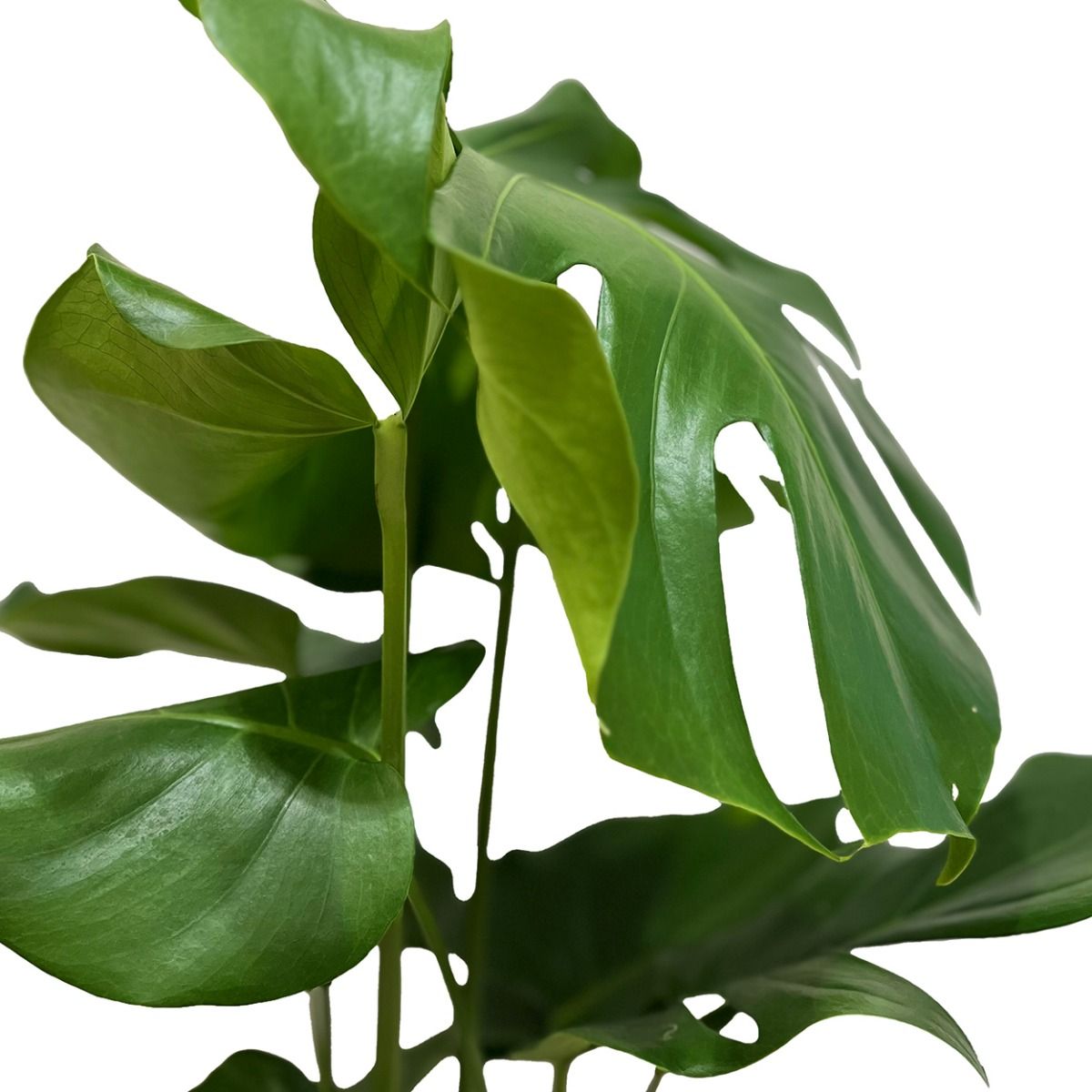 Monstera Deliciosa 19cm