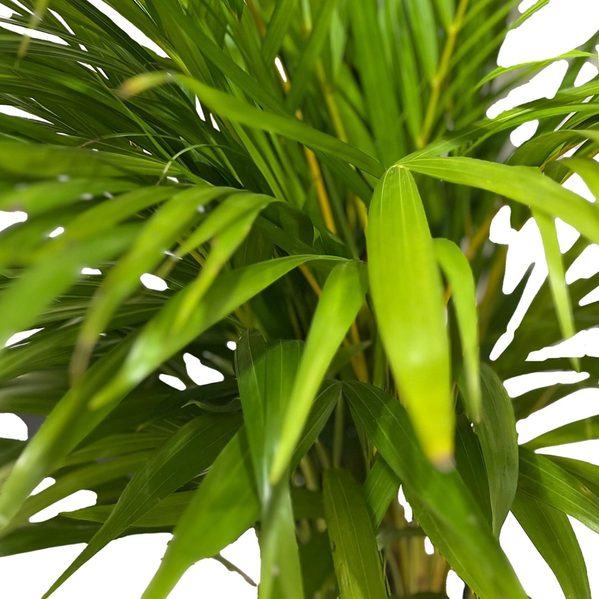 Dypsis Lutescens 20cm