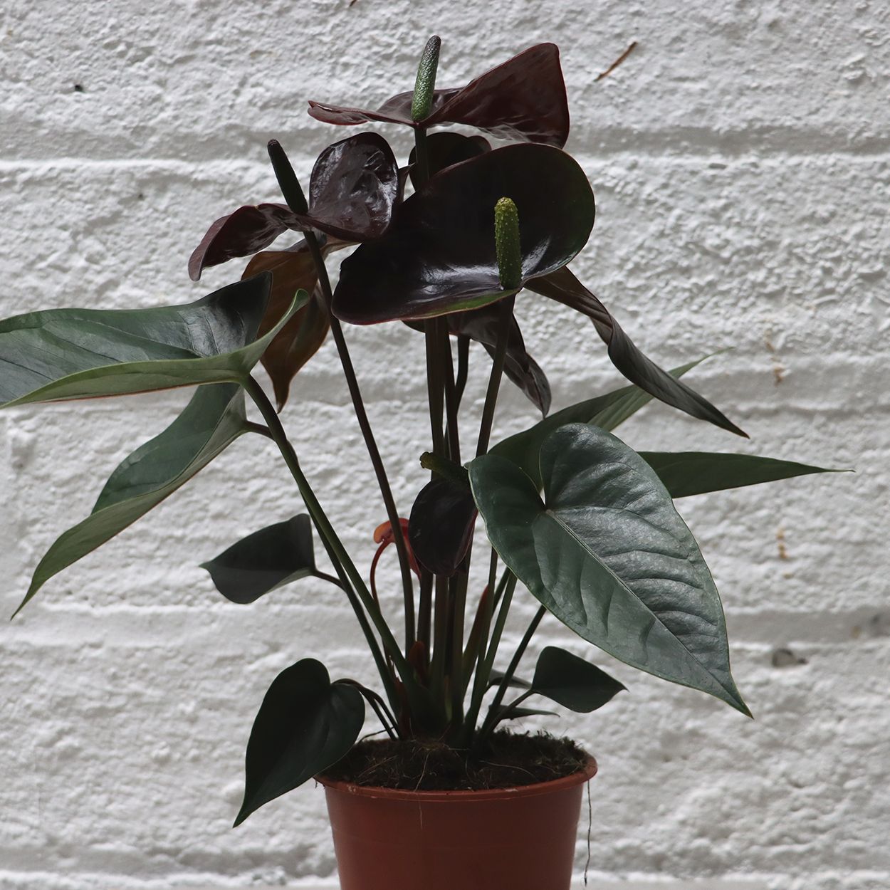 Anthurium Paris 12cm