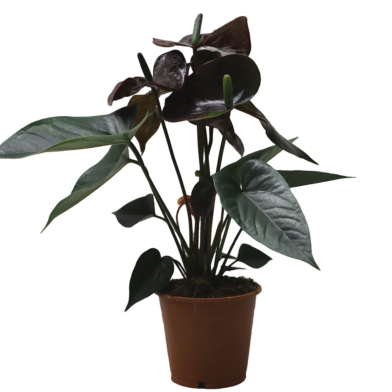 Anthurium Paris 12cm