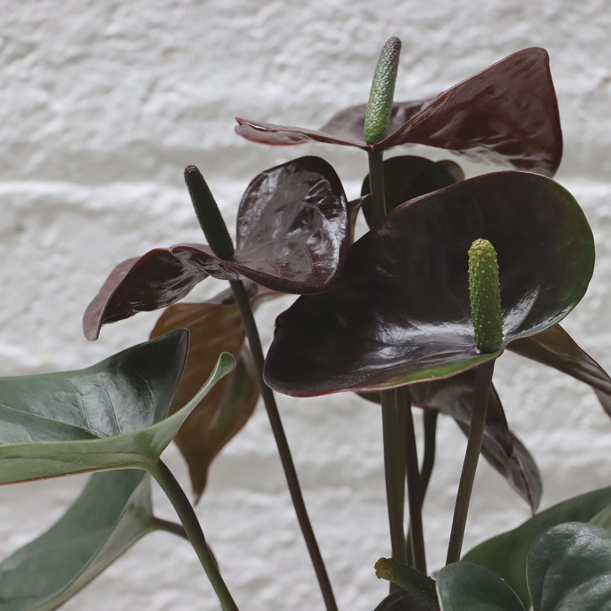 Anthurium Paris 12cm