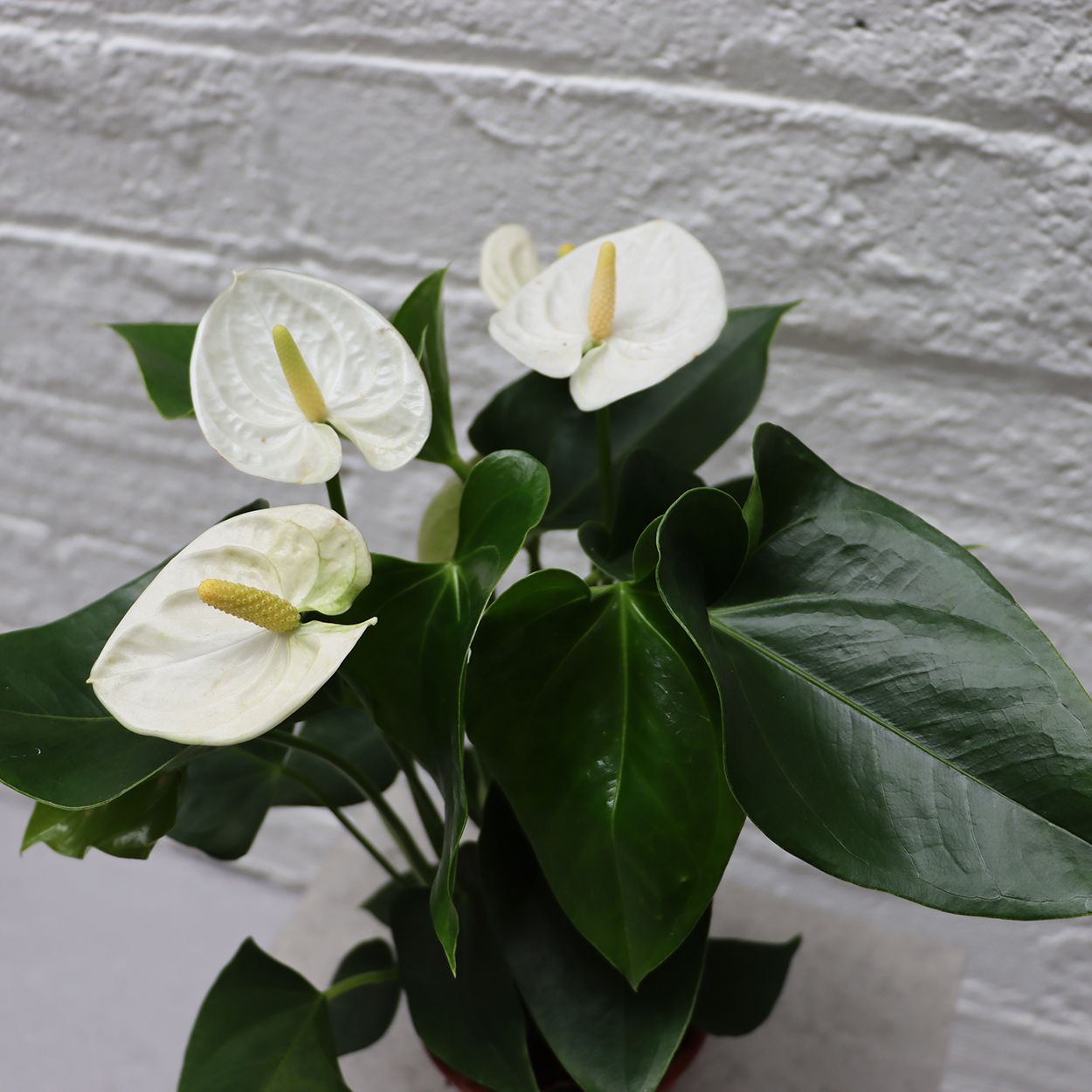 Anthurium Paris 12cm