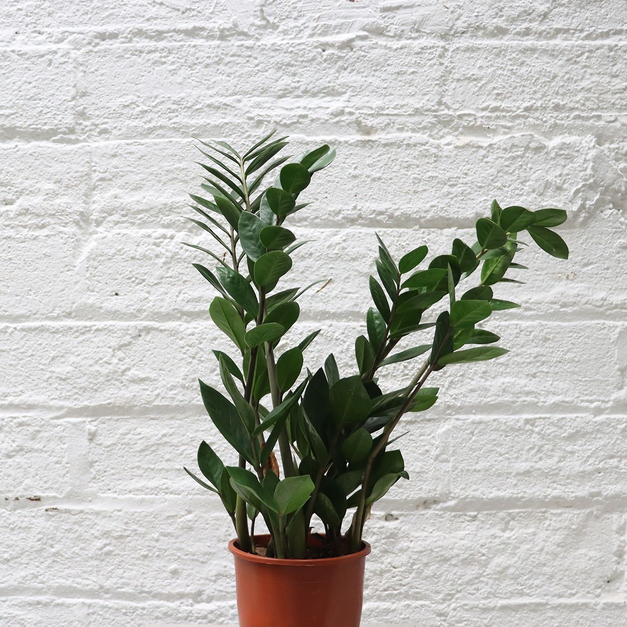 Zamioculcas Zamiifolia 14cm