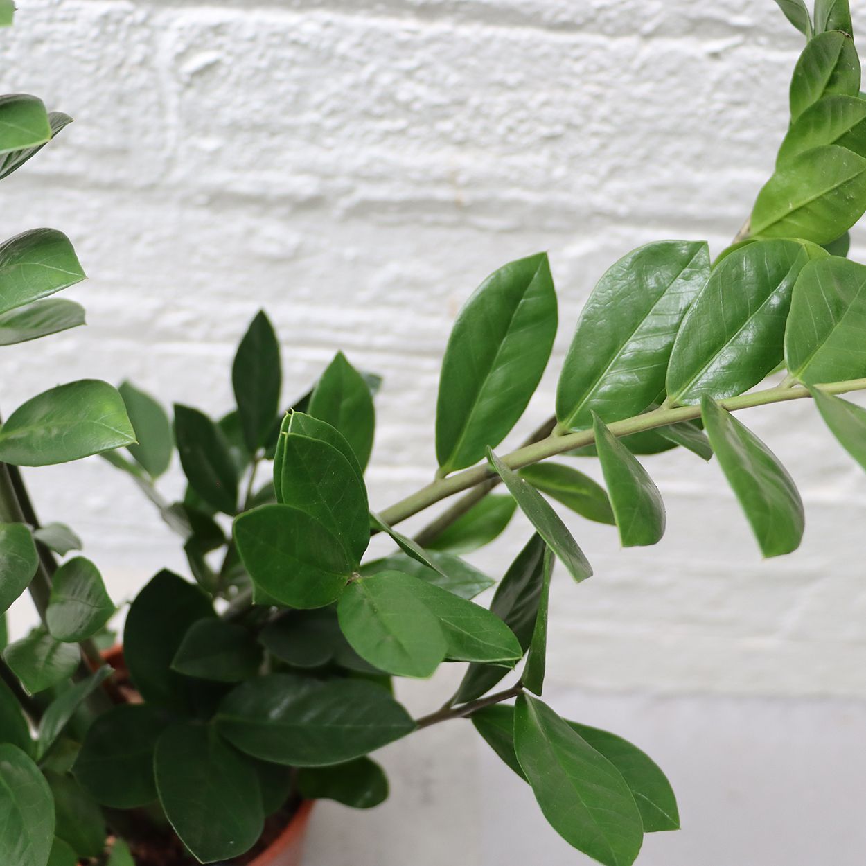 Zamioculcas Zamiifolia 14cm