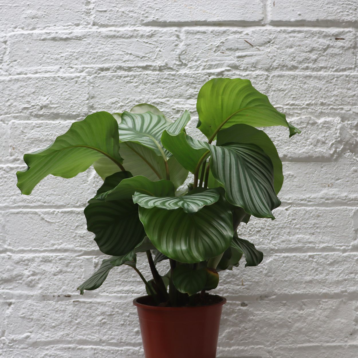 Calathea Makoyana 14cm