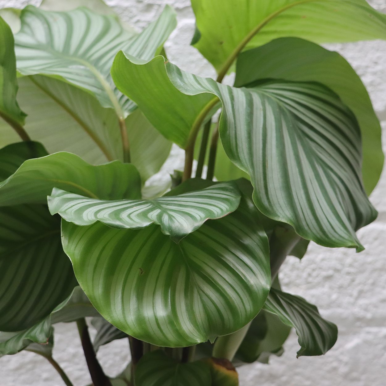 Calathea Makoyana 14cm